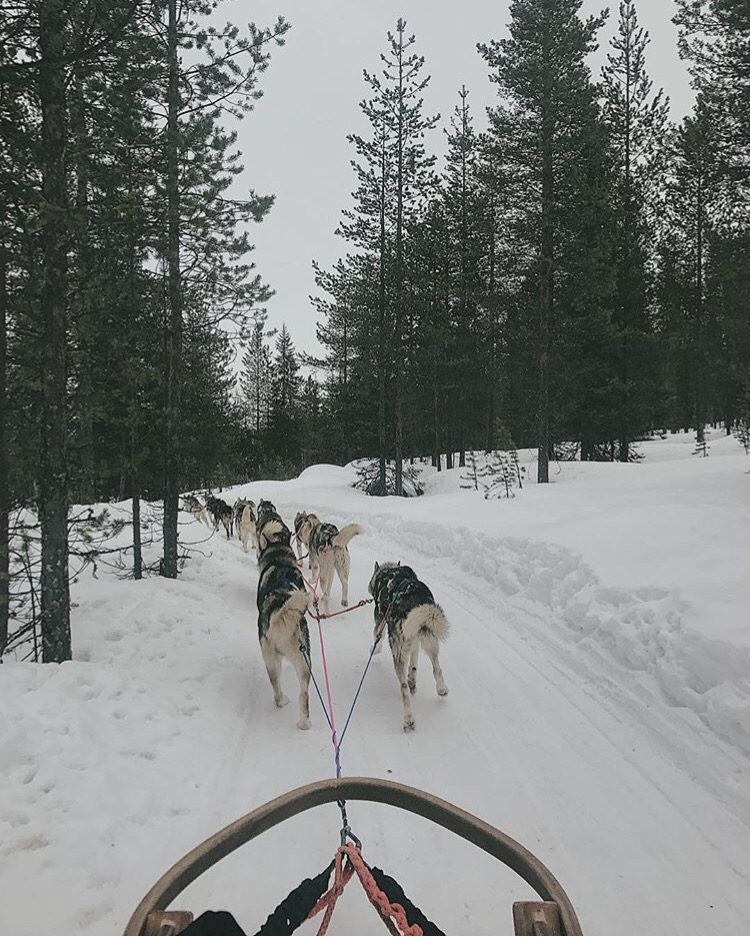 Husky Ride Lapland Scandinavia