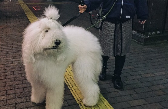 Dog Sapporo Japan