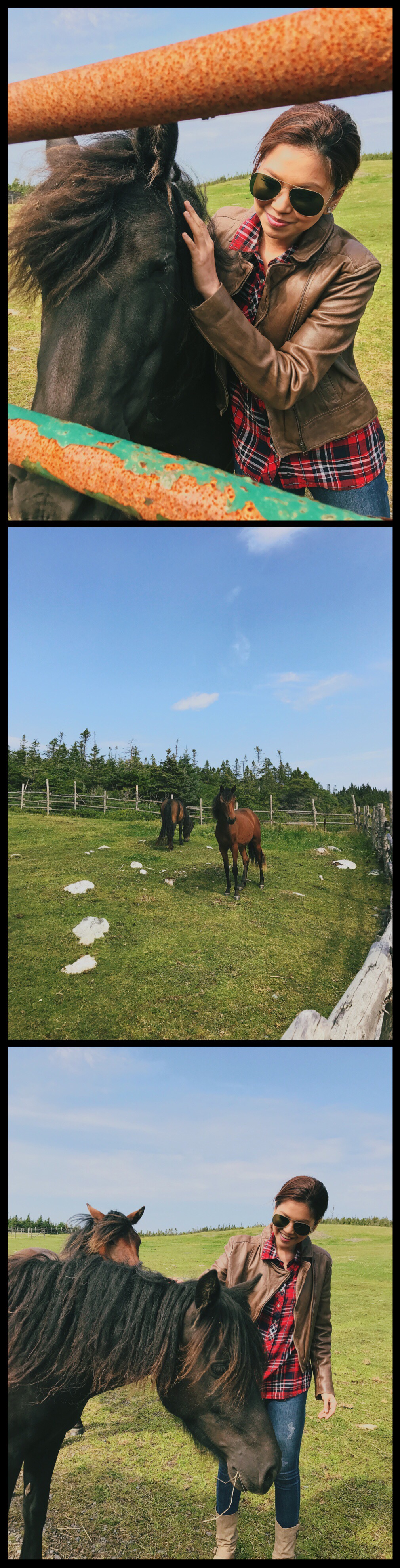 Bianca valerio Newfoundland Cappahayden Horses Canada