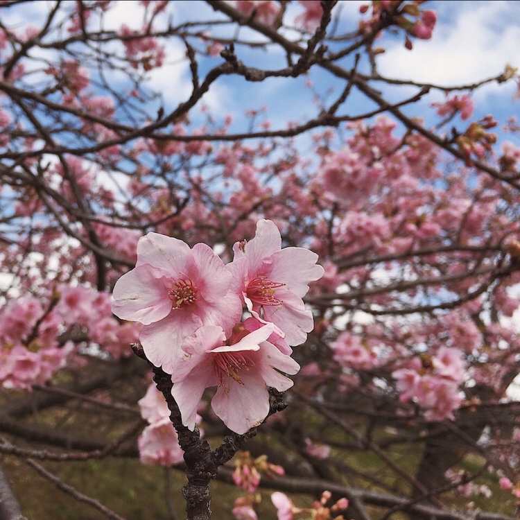 Bianca Valerio Romantic Places in Japan Kawazu Cherry Blossoms